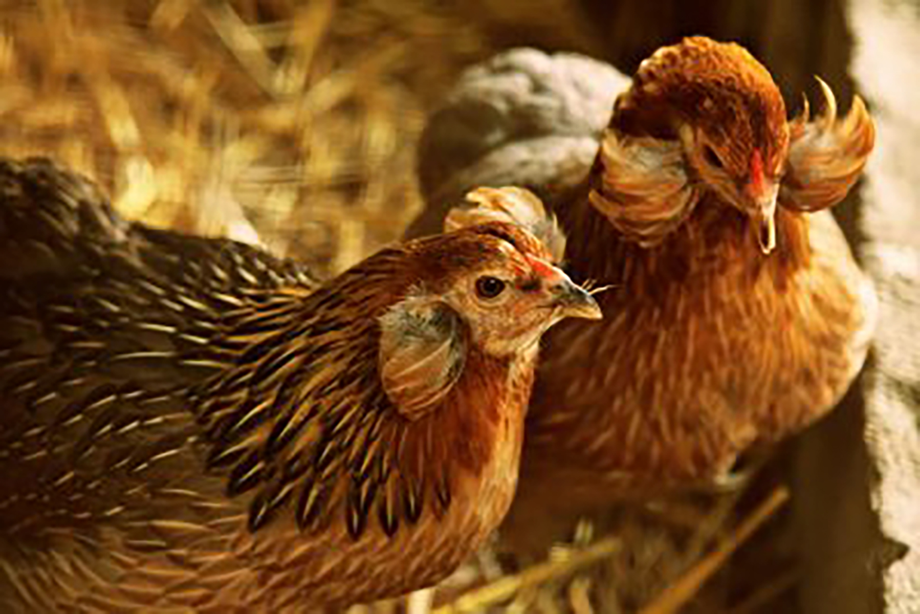 All About Araucana Chickens